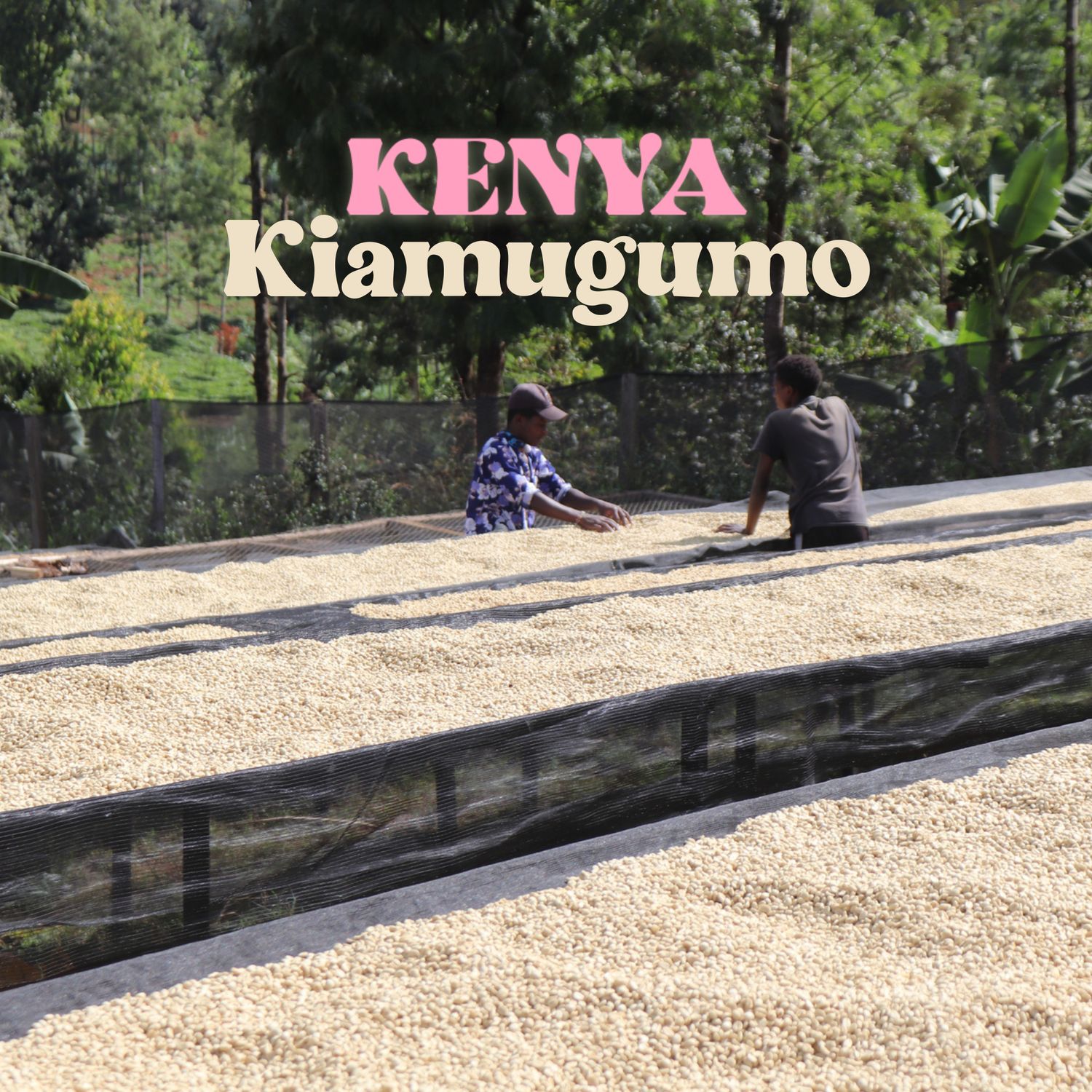 Kenya Kiamugumo