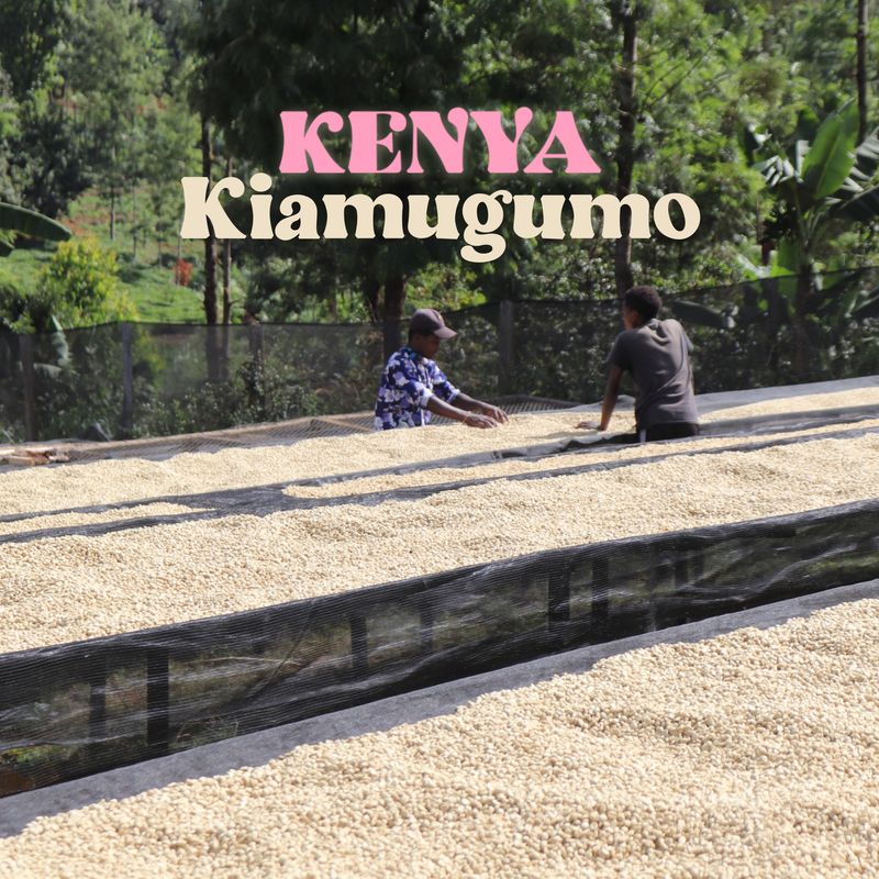 Kenya Kiamugumo AA