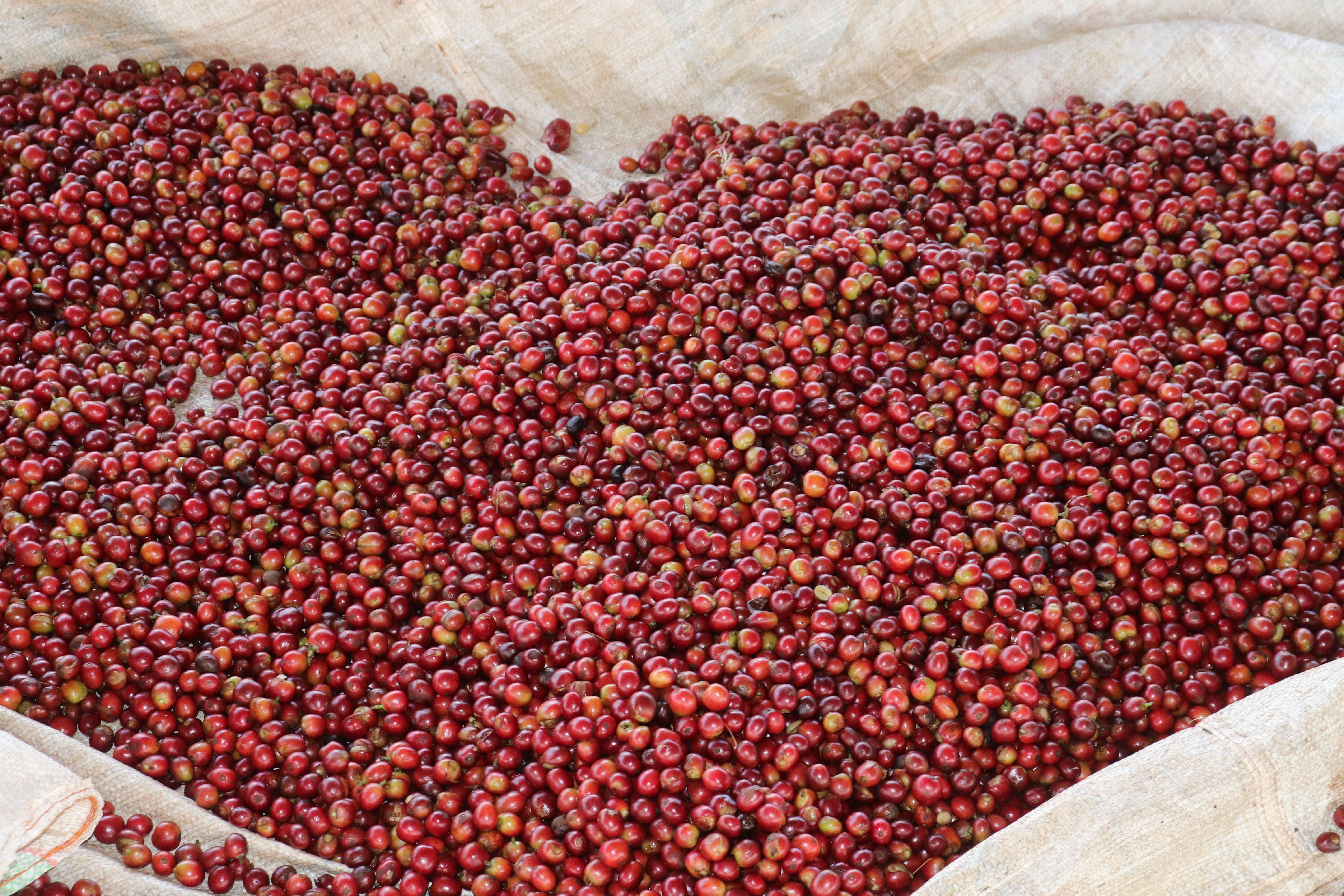 Kenya Kiamugumo AA