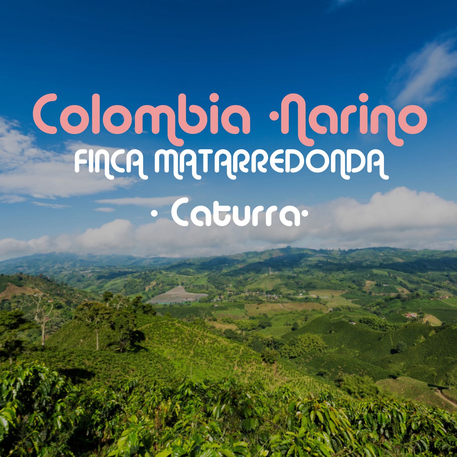 Colombia - Narino | Caturra Colombia - Narino | Caturra