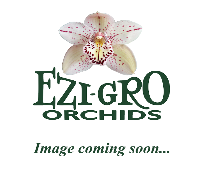 Cym England&#39;s Rose &#39;Spring Green&#39; x Cym Hoosailum &#39;New Horizon&#39;