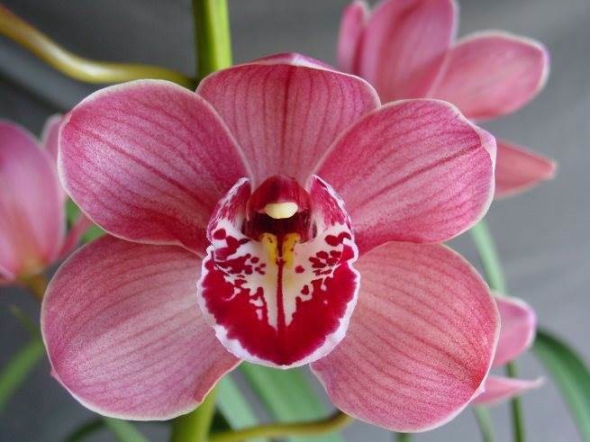 Cym Beverley &#39;Tall Timber&#39;