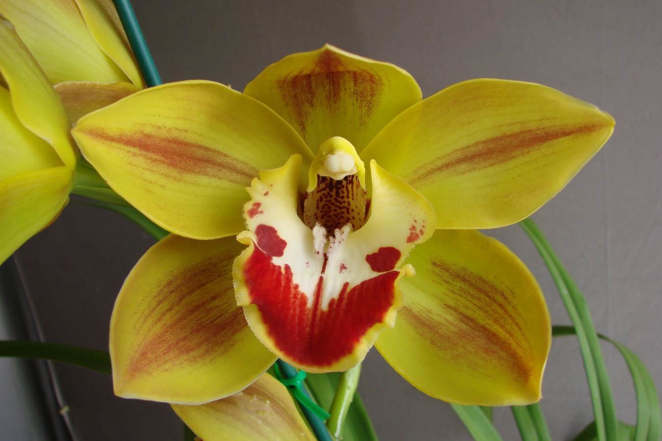 Cym Cora Paddison &#39;Waikanae&#39;