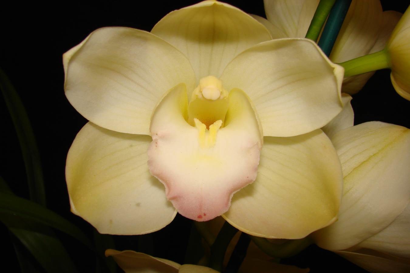 Cym Coraki Glowing &#39;Soft Touch&#39;
