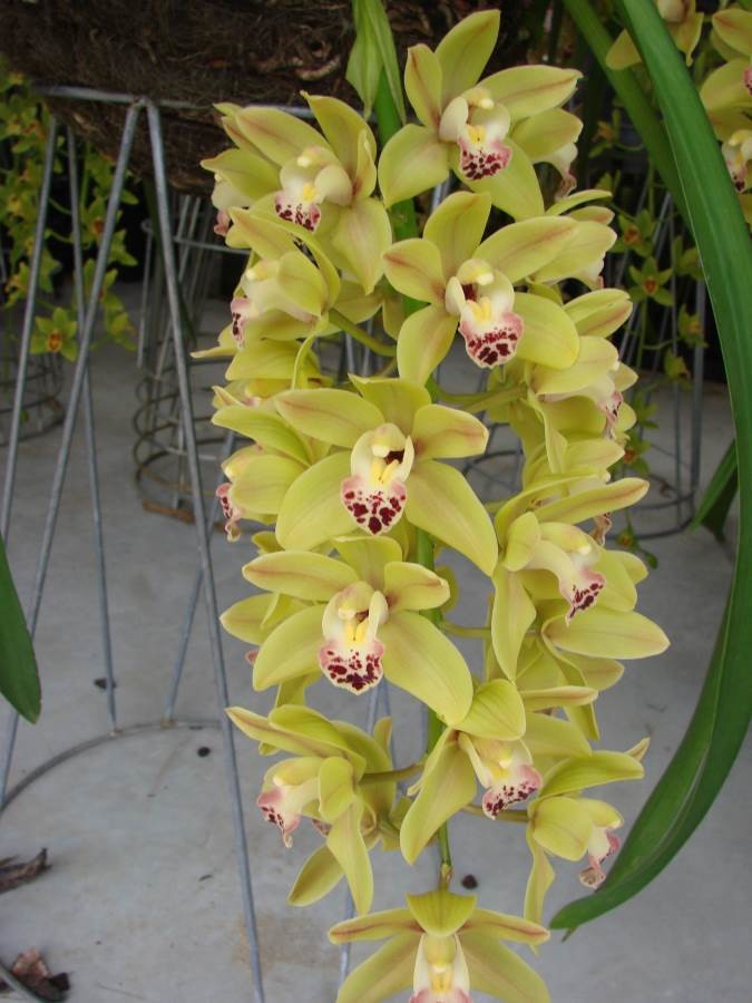 Cym Dame Catherine &#39;Little Pet&#39;