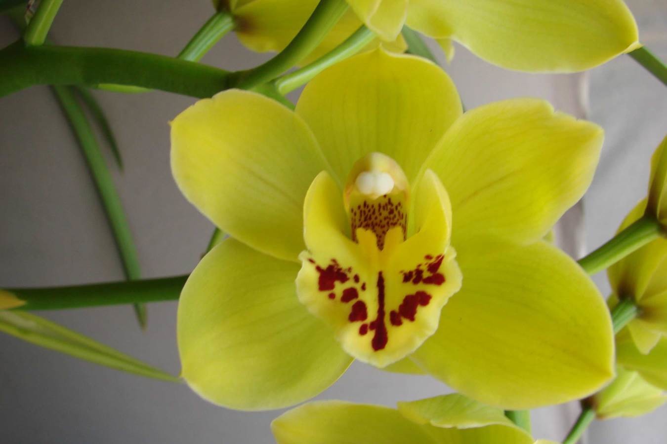 Cym Darch Charmer &#39;Spring&#39;