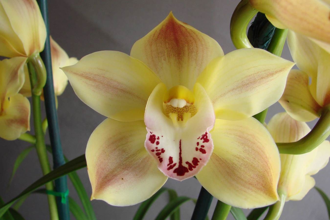 Cym Darch Chelsey &#39;Coral Reef&#39;