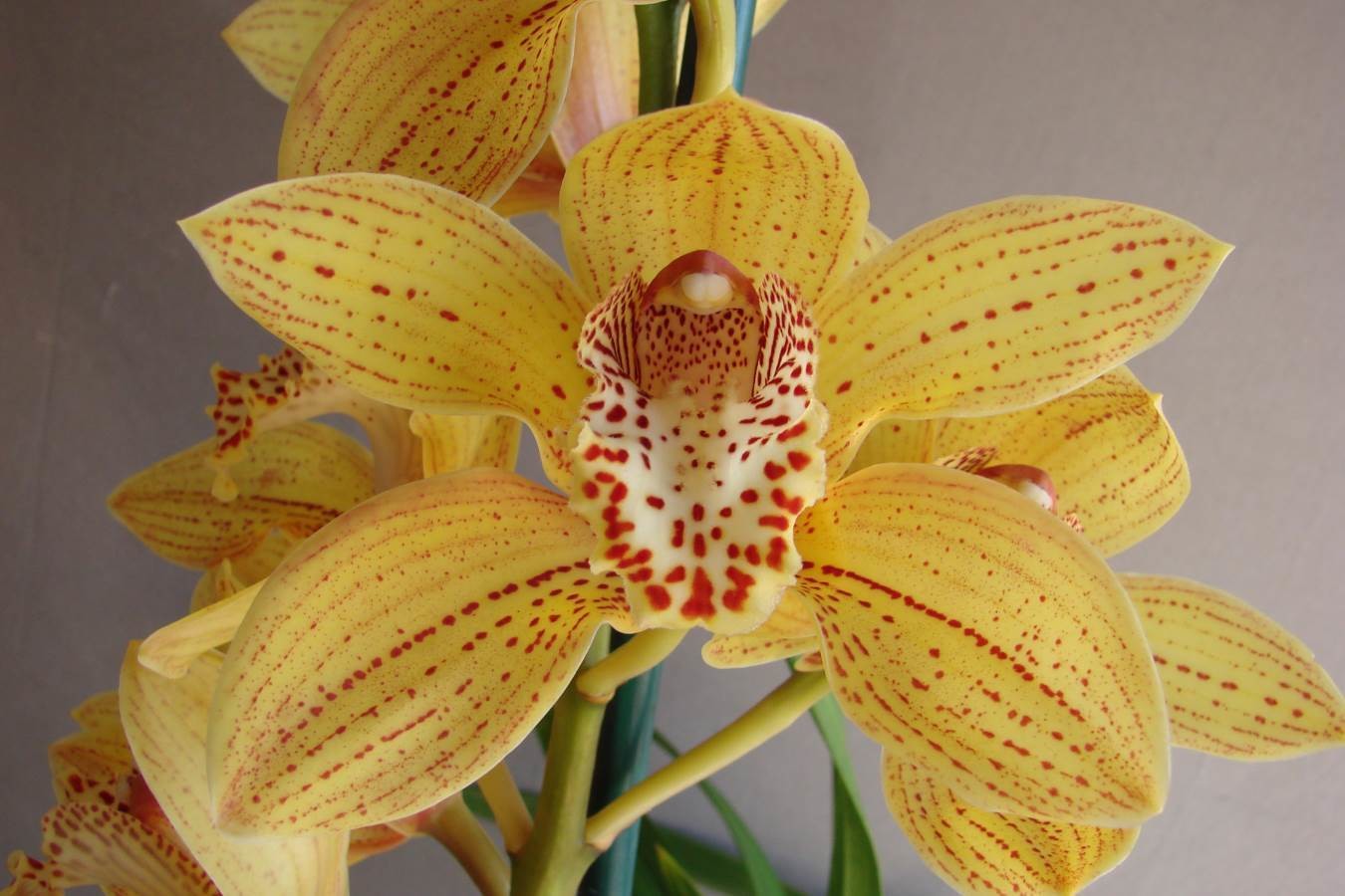 Cym Darch Dots &#39;Cheetah&#39;