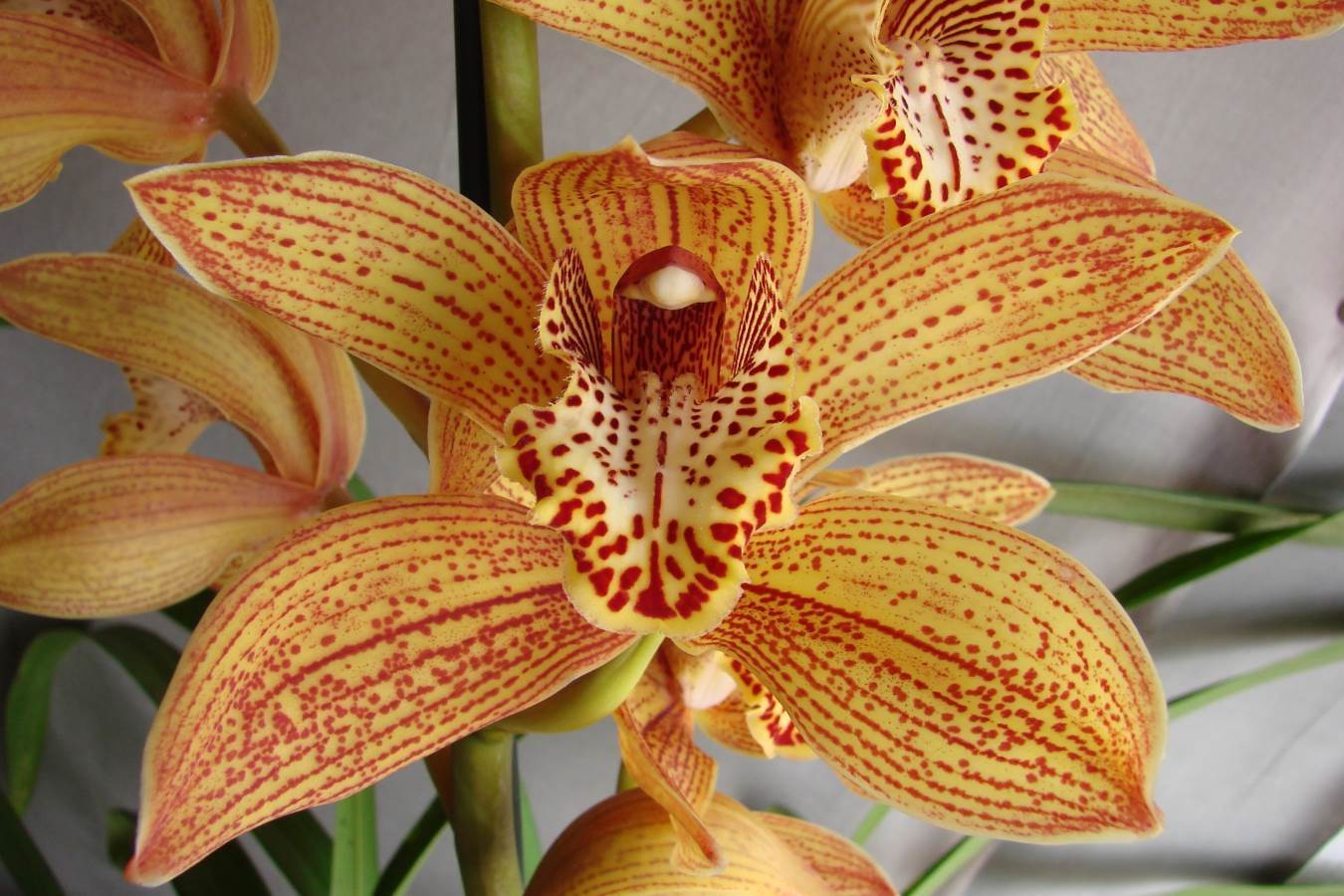 Cym Darch Dots &#39;Wild Cat&#39;