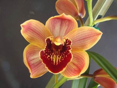 Cym Darch Exotic 'On Fire'