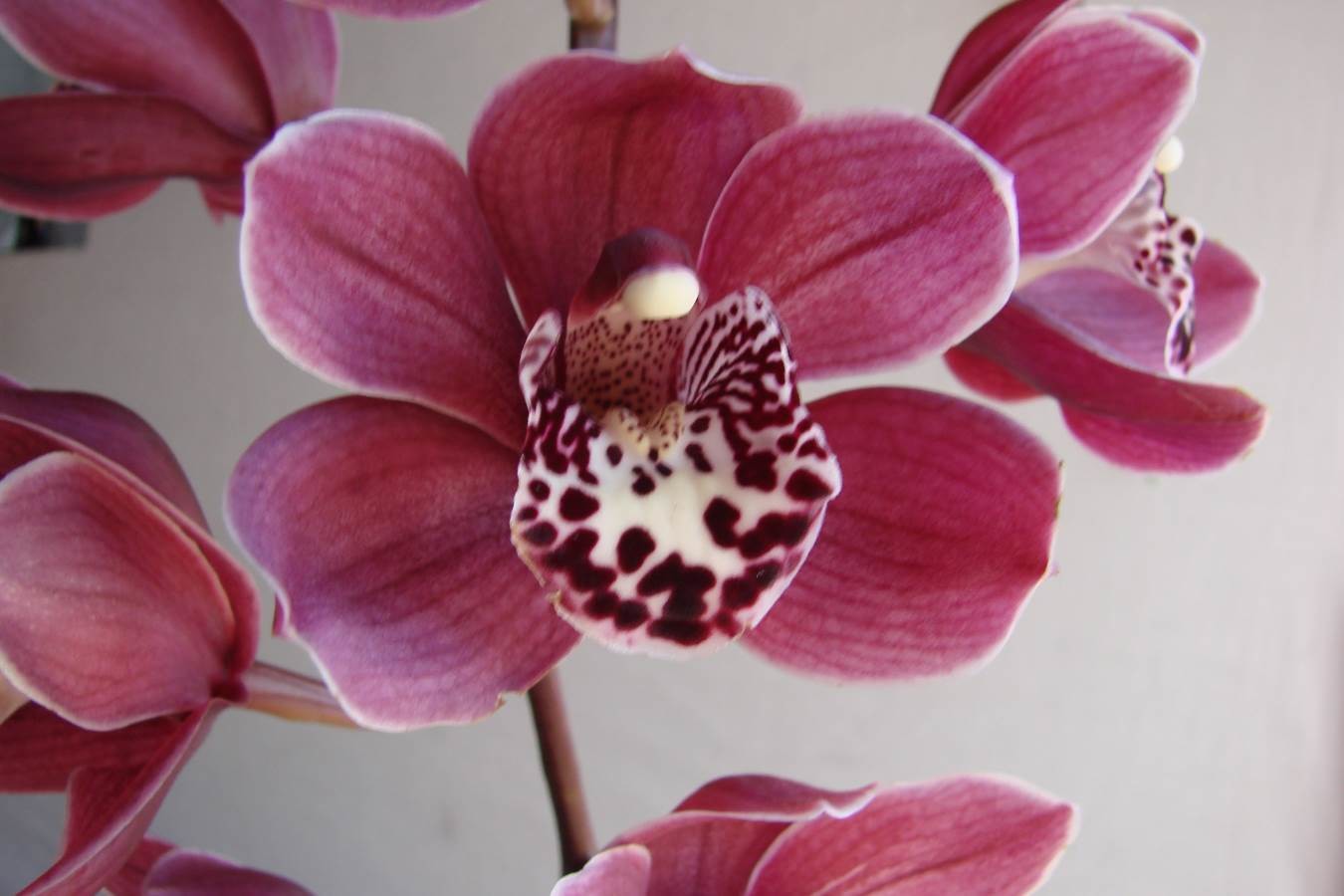 Cym Darch Hypnotic &#39;Darch Lady&#39;