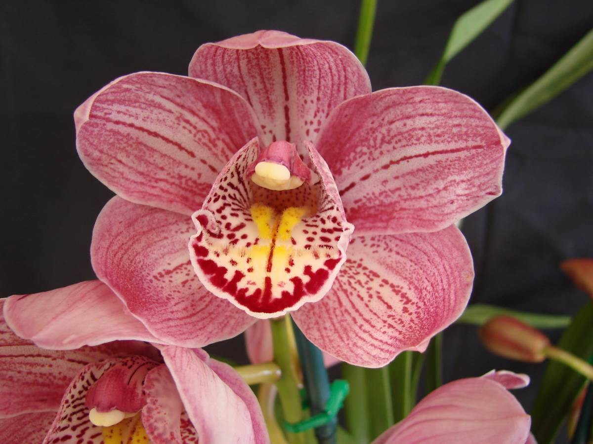 Cym Darch Keith &#39;Carla&#39;