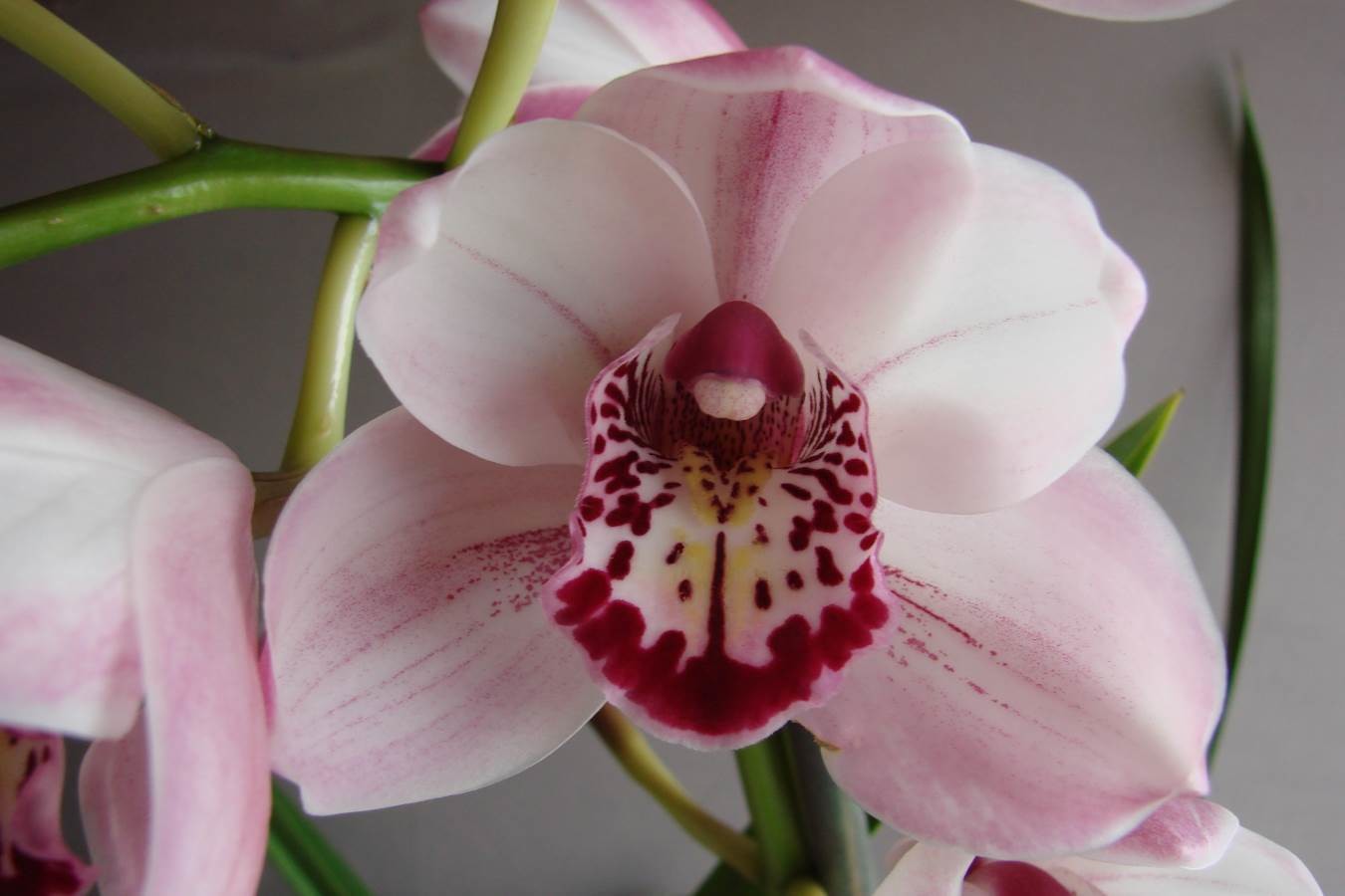 Cym Darch Lovely &#39;Frosted Glass&#39;