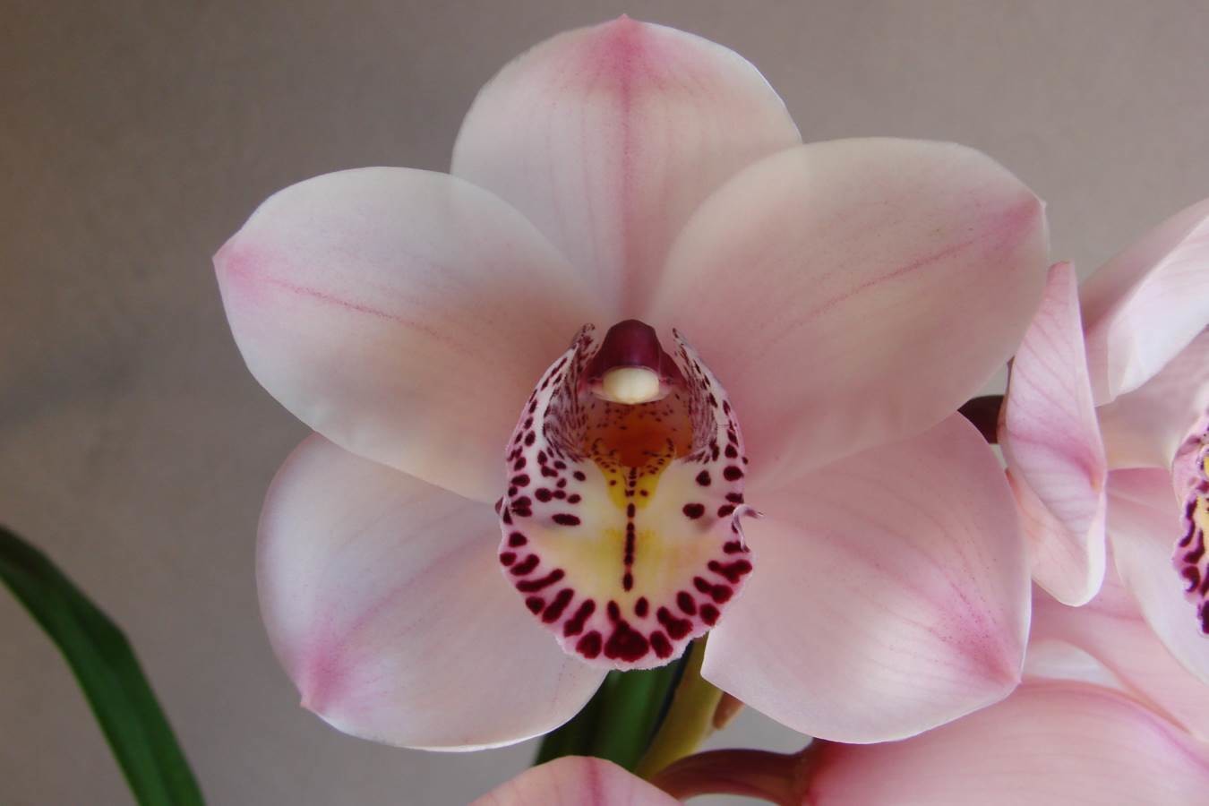 Cym Darch Loving &#39;Baby Pink&#39;
