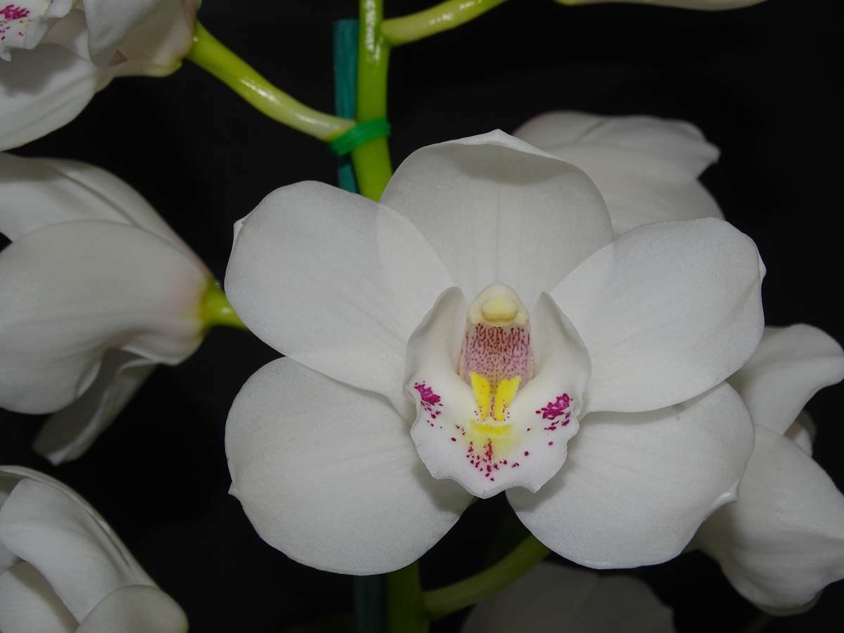 Cym Darch Prince &#39;White Bunny&#39;