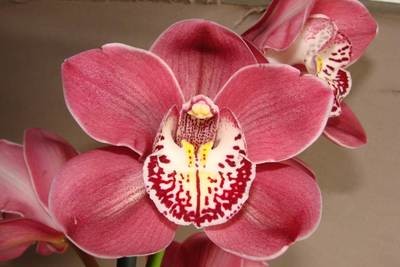 Cym Darch Rebekah 'Priscilla'