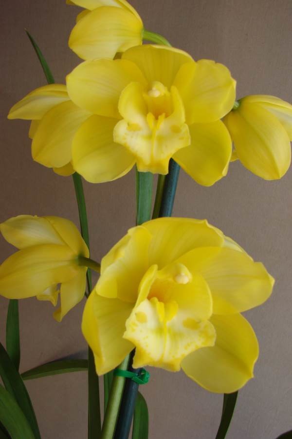 Cym Darch Rosa 'Gold Bells'