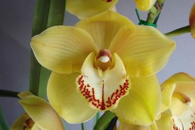 Cym Darch Toffee 'Honey Pot'