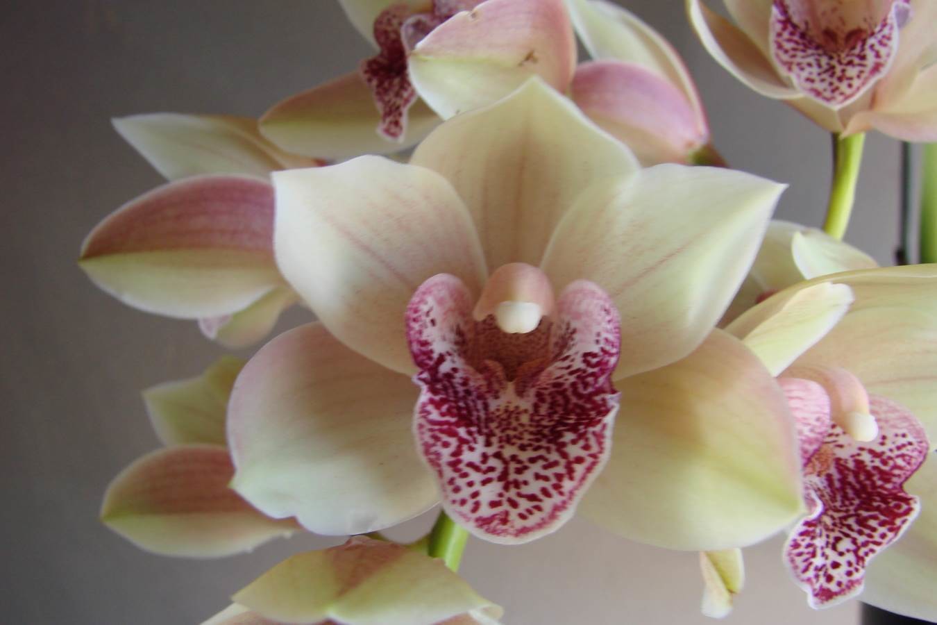 Cym Devon Falls &#39;Jackpot&#39;