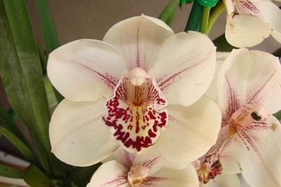 Cym Dr Stanley Parkinson x (Summer Nights x White Water) 'Autumn Ball'