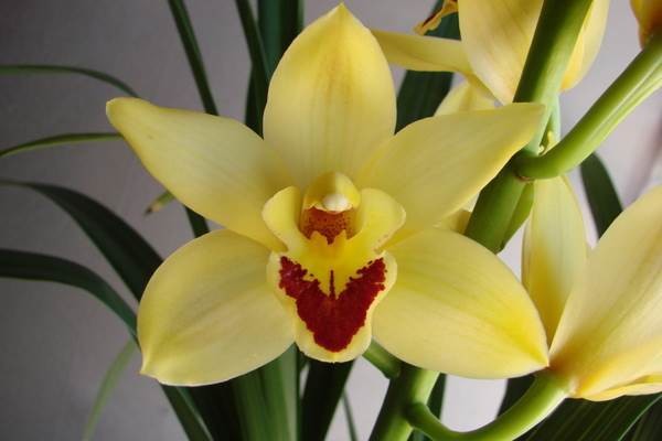 Cym Golden Sun 'Landsdale'