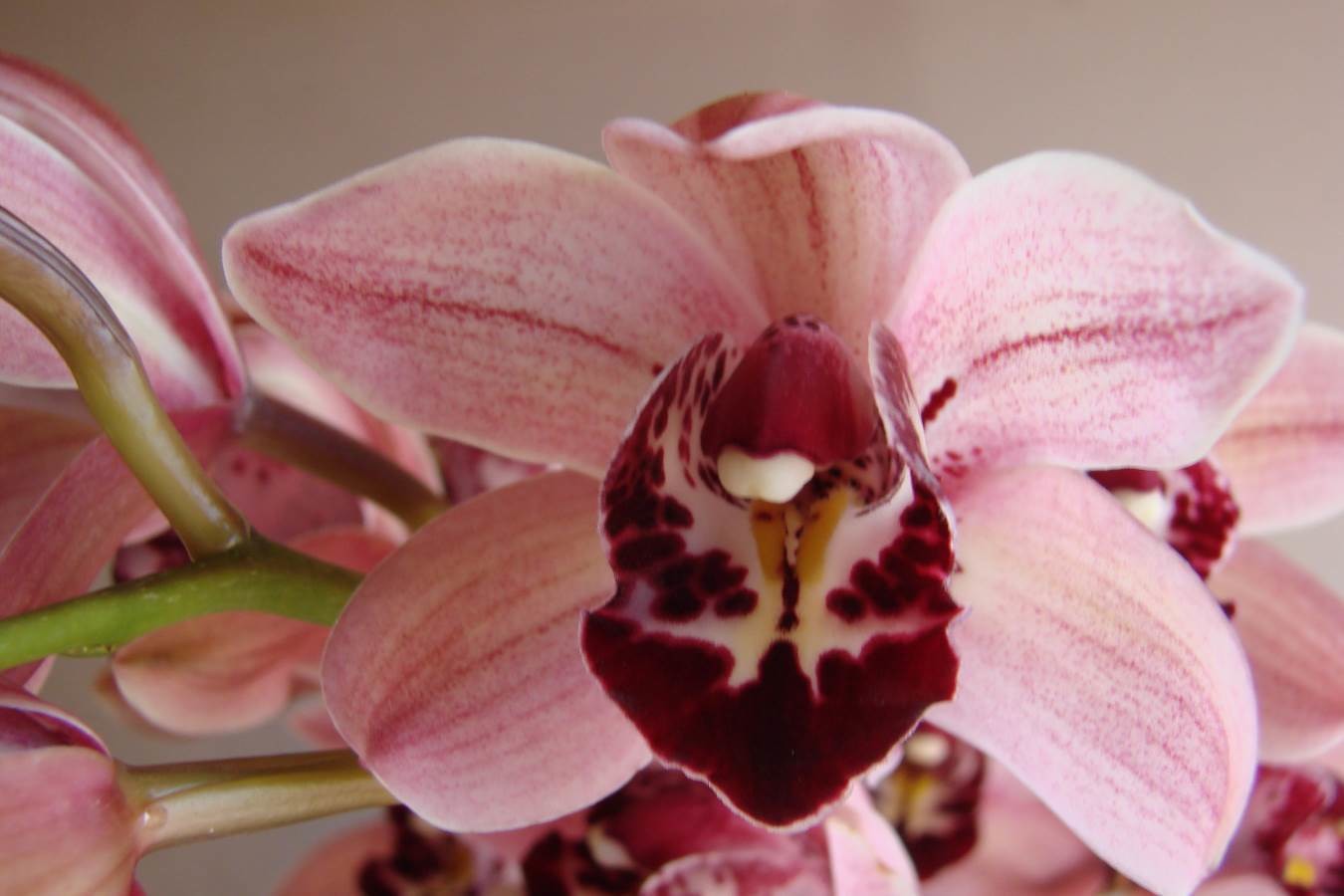 Cym Joy Raye &#39;Hot Pink&#39;