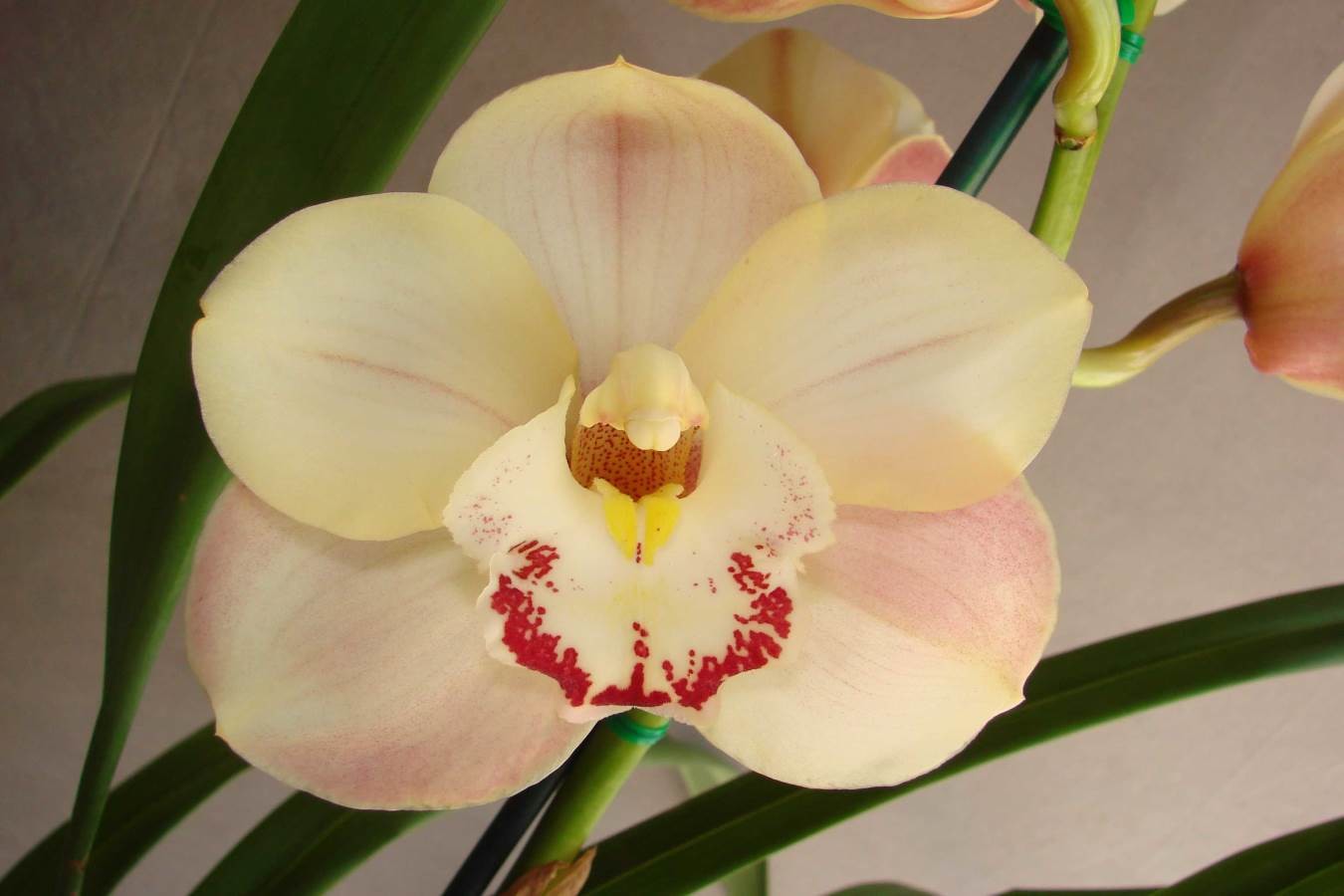 Cym Judy Podger &#39;Sweet Harmony&#39;