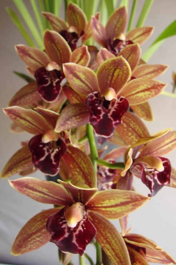 Cym Last Tango &#39;Nuts&#39;