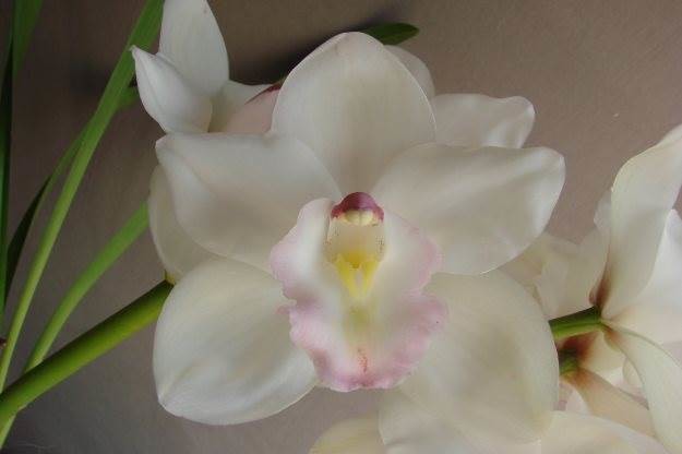 Cym Linda Paull 'Tokyo Bride'
