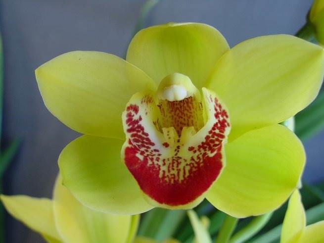 Cym Nealnbob 'Yellow Glow'