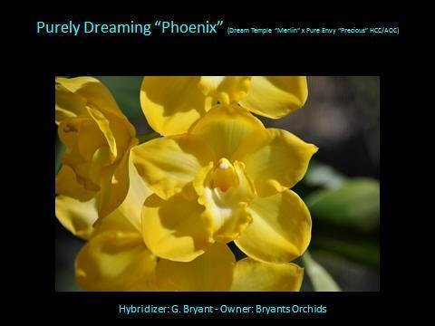 Cym Purely Dreaming &#39;Phoenix&#39;
