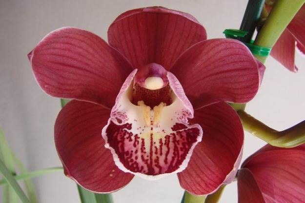 Cym Red Adair 'Spring Fire'