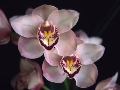 Cym Rosa Butti 'Pretty Early'