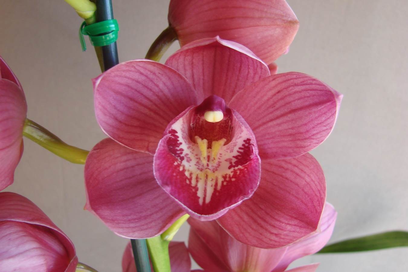 Cym Ruby Flame &#39;Lee&#39;