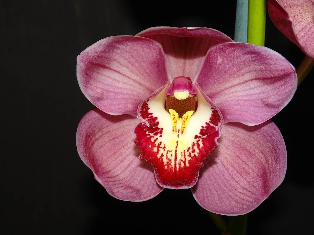 Cym Ruby Flame &#39;Mary&#39;