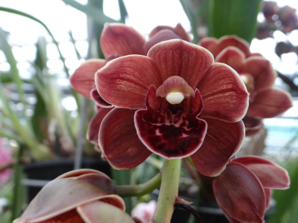 Cym Stewart Stretch &#39;Chocie&#39;