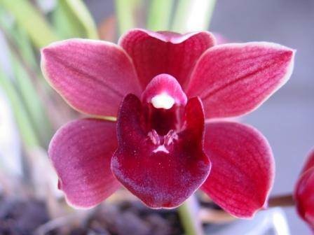 Cym Street Tango &#39;Red&#39;