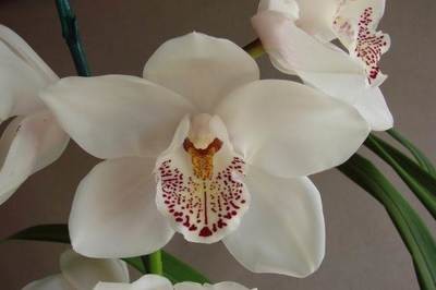 Cym Darch Moon 'Double Six' x Cym Morrie 'In Heaven'