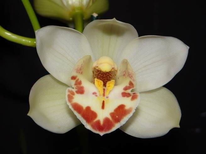 Cym Portuguese Passion 'Snow Blossom' x Cym Melissa Ann 'The Ghost'