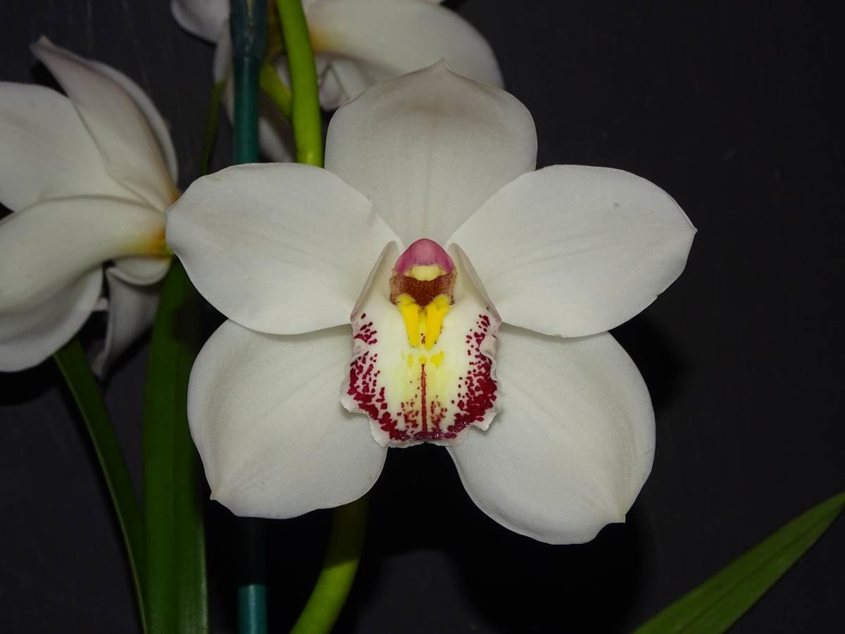 Cym Marilyn Sharpe &#39;White Ghost&#39; x Cym (Winter Alvin x Joan&#39;s Charisma&#39;) &#39;Ray&#39;s&#39;