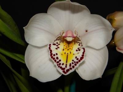 Cym Marilyn Sharpe 'White Ghost' x Cym Joan's Angel 'Sphere'