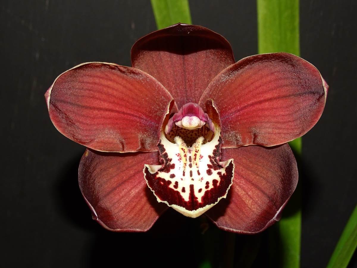 Cym Khan Flame &#39;Lucifer&#39; x Cym Regal Ruby &#39;Alex&#39;