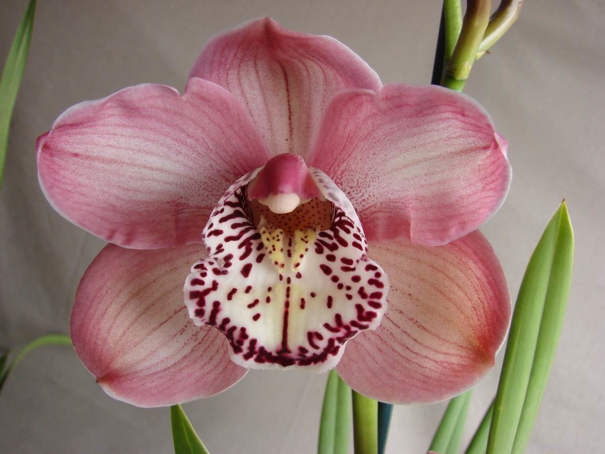 Cym Darch Ricky &#39;Jessie&#39; x Cym John Wooden &#39;Beauty Beach&#39;