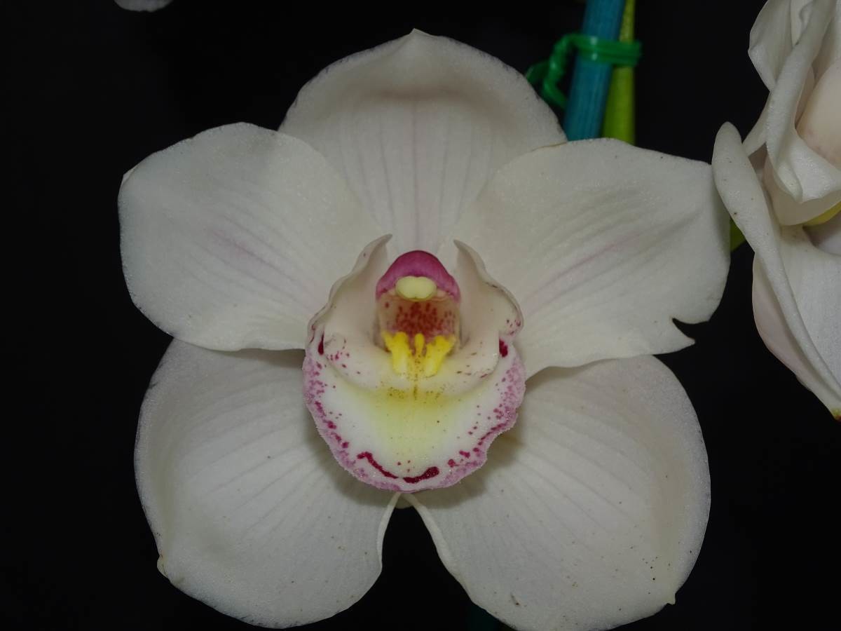 Cym Gaye Stokes &#39;Large&#39; x Cym Lovely Angel &#39;Caliph&#39;