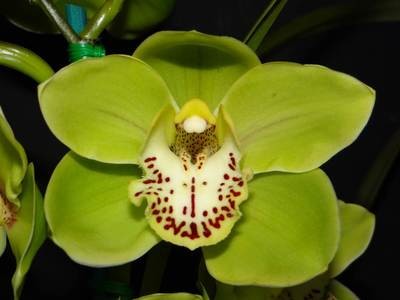 Cym Royale Fare 'No5' x Cym Emerald Glory 'Keith's'