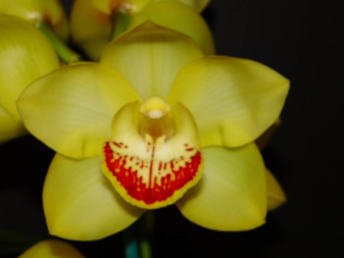 Cym Darch Winter &#39;Yellow Spring&#39; x Cym Lunakira &#39;Buttercup&#39;