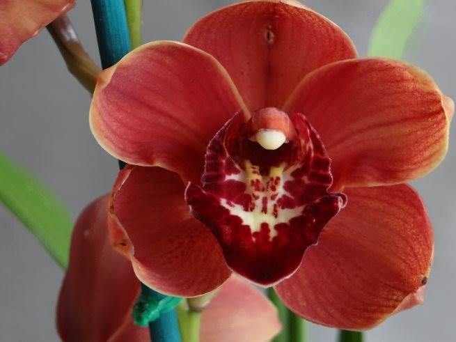 Cym Hazel Fay &#39;Andy&#39;s Orange&#39; x Cym Willunga Royal &#39;Orange Delight&#39;