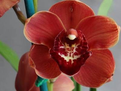 Cym Hazel Fay 'Andy's Orange' x Cym Willunga Royal 'Orange Delight'