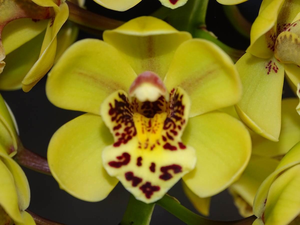 Cym Gladys Whitesell &#39;The Charmer&#39; x Cym Tom Thumb &#39;Chit Chat&#39; 4n