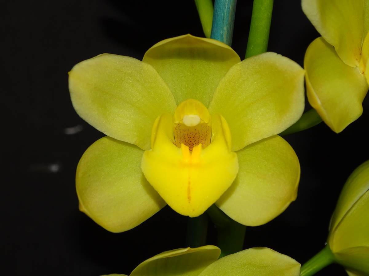 Cym Fifi &#39;Harry&#39; 4n x Cym Beau Guest &#39;Daffodil&#39;
